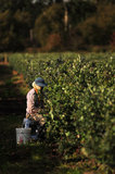 14 September 2012 - A worker picks blueberries in a field at Gill & Sons Berryland Farms, in Surrey, B.C., Canada. Credit: Adrian Brown - N49Photo.