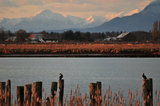 26 February 2012 - Birds are seen perched on old wood pilings in the mouth of the Fraser River, at Brunswick Point in Delta, B.C., Canada. Credit: Adrian Brown - N49Photo.