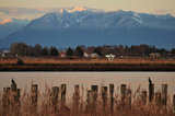 26 February 2012 - Birds are seen perched on old wood pilings in the mouth of the Fraser River, at Brunswick Point in Delta, B.C., Canada. Credit: Adrian Brown - N49Photo.