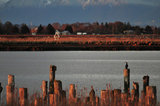 26 February 2012 - A bird is seen perched on an old wood piling in the mouth of the Fraser River, at Brunswick Point in Delta, B.C., Canada. Credit: Adrian Brown - N49Photo.