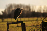 26 February 2012 - A heron is seen perched on a fence beside a field on Westham Island, in Delta, B.C., Canada. Credit: Adrian Brown - N49Photo.