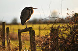 26 February 2012 - A heron is seen perched on a fence beside a field on Westham Island, in Delta, B.C., Canada. Credit: Adrian Brown - N49Photo.