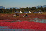 05 October 2012 - Workers use harvesting machines in a flooded field at a farm owned by Richberry Group of Companies, reportedly the largest grower in Canada, in Richmond, B.C., Canada. Credit: Adrian Brown - N49Photo.