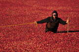 05 October 2012 - A worker pulls a boom while corralling cranberries in a flooded field at a farm owned by Richberry Group of Companies, reportedly the largest grower in Canada, in Richmond, B.C., Canada. Credit: Adrian Brown - N49Photo.