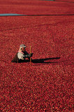 05 October 2012 - A worker pulls a boom while corralling cranberries in a flooded field at a farm owned by Richberry Group of Companies, reportedly the largest grower in Canada, in Richmond, B.C., Canada. Credit: Adrian Brown - N49Photo.