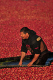 05 October 2012 - A worker adjusts booms while corralling cranberries in a flooded field at a farm owned by Richberry Group of Companies, reportedly the largest grower in Canada, in Richmond, B.C., Canada. Credit: Adrian Brown - N49Photo.