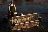 05 October 2012 - A worker uses a harvesting machine in a flooded field at a farm owned by Richberry Group of Companies, reportedly the largest grower in Canada, in Richmond, B.C., Canada. Credit: Adrian Brown - N49Photo.