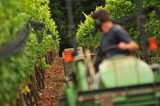 01 October 2012 - Scott, a vineyard assistant, drives a tractor between grape vines to retrieve large bins of freshly picked Siegerrebe grapes, at Domaine de Chaberton Estate Winery, in Langley, B.C., Canada. The Siegerrebe white wine grape, a cross between Madeleine Angevine and GewÃ¼rztraminer, has a light red or pink coloured skin, and will be used by the winery to make a varietal white wine. Credit: Adrian Brown - N49Photo.