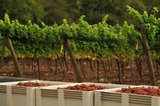01 October 2012 - Freshly picked Siegerrebe grapes are seen in large bins at the end of rows of grape vines, at Domaine de Chaberton Estate Winery, in Langley, B.C., Canada. The Siegerrebe white wine grape, a cross between Madeleine Angevine and GewÃ¼rztraminer, has a light red or pink coloured skin, and will be used by the winery to make a varietal white wine. Credit: Adrian Brown - N49Photo.