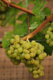 01 October 2012 - Bacchus grapes are seen several weeks before harvest at Domaine de Chaberton Estate Winery, in Langley, B.C., Canada. Credit: Adrian Brown - N49Photo.