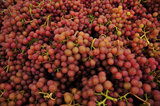 01 October 2012 - Freshly picked Siegerrebe grapes are seen in a large bin, at Domaine de Chaberton Estate Winery, in Langley, B.C., Canada. The Siegerrebe white wine grape, a cross between Madeleine Angevine and GewÃ¼rztraminer, has a light red or pink coloured skin, and will be used by the winery to make a varietal white wine. Credit: Adrian Brown - N49Photo.