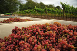 01 October 2012 - Freshly picked Siegerrebe grapes are seen in large bins at Domaine de Chaberton Estate Winery, in Langley, B.C., Canada. The Siegerrebe white wine grape, a cross between Madeleine Angevine and GewÃ¼rztraminer, has a light red or pink coloured skin, and will be used by the winery to make a varietal white wine. Credit: Adrian Brown - N49Photo.