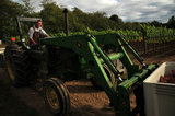 01 October 2012 - A worker uses a tractor to move large bins of freshly picked Siegerrebe grapes, at Domaine de Chaberton Estate Winery, in Langley, B.C., Canada. The Siegerrebe white wine grape, a cross between Madeleine Angevine and GewÃ¼rztraminer, has a light red or pink coloured skin, and will be used by the winery to make a varietal white wine. Credit: Adrian Brown - N49Photo.