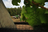 01 October 2012 - A worker uses a tractor to move large bins of freshly picked Siegerrebe grapes, at Domaine de Chaberton Estate Winery, in Langley, B.C., Canada. The Siegerrebe white wine grape, a cross between Madeleine Angevine and GewÃ¼rztraminer, has a light red or pink coloured skin, and will be used by the winery to make a varietal white wine. Credit: Adrian Brown - N49Photo.
