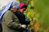 17 October 2012 - Workers harvest Bacchus wine grapes in a vineyard at Domaine de Chaberton Estate Winery, in Langley, B.C., Canada. The Bacchus white wine grape is a German varietal, related to Riesling, and will be used by the winery to make their signature varietal white wine. Credit: Adrian Brown - N49Photo.