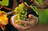 17 October 2012 - A worker cuts a bunch of Bacchus wine grapes, in a vineyard at Domaine de Chaberton Estate Winery, in Langley, B.C., Canada. The Bacchus white wine grape is a German varietal, related to Riesling, and will be used by the winery to make their signature varietal white wine. Credit: Adrian Brown - N49Photo.