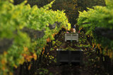 17 October 2012 - Large bins of Bacchus wine grapes are seen between rows of vines during harvest, at Domaine de Chaberton Estate Winery, in Langley, B.C., Canada. The Bacchus white wine grape is a German varietal, related to Riesling, and will be used by the winery to make their signature varietal white wine. Credit: Adrian Brown - N49Photo.