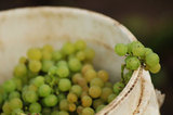 17 October 2012 - Bunches of Bacchus wine grapes are seen in a pail during harvest, at Domaine de Chaberton Estate Winery, in Langley, B.C., Canada. The Bacchus white wine grape is a German varietal, related to Riesling, and will be used by the winery to make their signature varietal white wine. Credit: Adrian Brown - N49Photo.