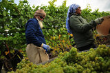 17 October 2012 - Workers harvest Bacchus wine grapes in a vineyard at Domaine de Chaberton Estate Winery, in Langley, B.C., Canada. The Bacchus white wine grape is a German varietal, related to Riesling, and will be used by the winery to make their signature varietal white wine. Credit: Adrian Brown - N49Photo.