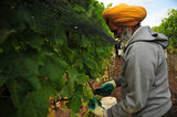 17 October 2012 - A worker harvests Bacchus wine grapes in a vineyard at Domaine de Chaberton Estate Winery, in Langley, B.C., Canada. The Bacchus white wine grape is a German varietal, related to Riesling, and will be used by the winery to make their signature varietal white wine. Credit: Adrian Brown - N49Photo.