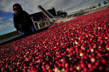 29 October 2012 - A worker pulls a boom while corralling cranberries in a flooded field at Eagle View Farms Ltd., in Delta, B.C., Canada. Credit: Adrian Brown - N49Photo.