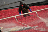 29 October 2012 - A worker moves cranberries toward a conveyor system, in a flooded field at Eagle View Farms Ltd., in Delta, B.C., Canada. Credit: Adrian Brown - N49Photo.