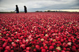 29 October 2012 - Workers corrall cranberries and move them toward a conveyor system, in a flooded field at Eagle View Farms Ltd., in Delta, B.C., Canada. Credit: Adrian Brown - N49Photo.