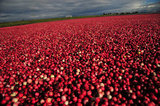 29 October 2012 - Cranberries are seen in a flooded field at Eagle View Farms Ltd., in Delta, B.C., Canada. Credit: Adrian Brown - N49Photo.