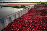 29 October 2012 - A full truck load of cranberries is seen beside a flooded field at Eagle View Farms Ltd., in Delta, B.C., Canada. Credit: Adrian Brown - N49Photo.
