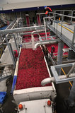 22 October 2012 - A worker monitors the flow of water into the top of a tractor trailer load of cranberries, at the brand new, state-of-the-art Ocean Spray of Canada Ltd., Richmond Receiving Station, in Richmond, B.C., Canada. Credit: Adrian Brown - N49Photo.